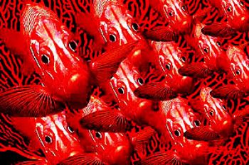 squirrelfish - red sea - composing - photoshop by Manfred Bail 